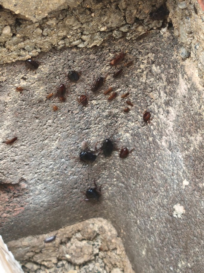 Entreprise de désinsectisation dans les Bouches-du-Rhône
