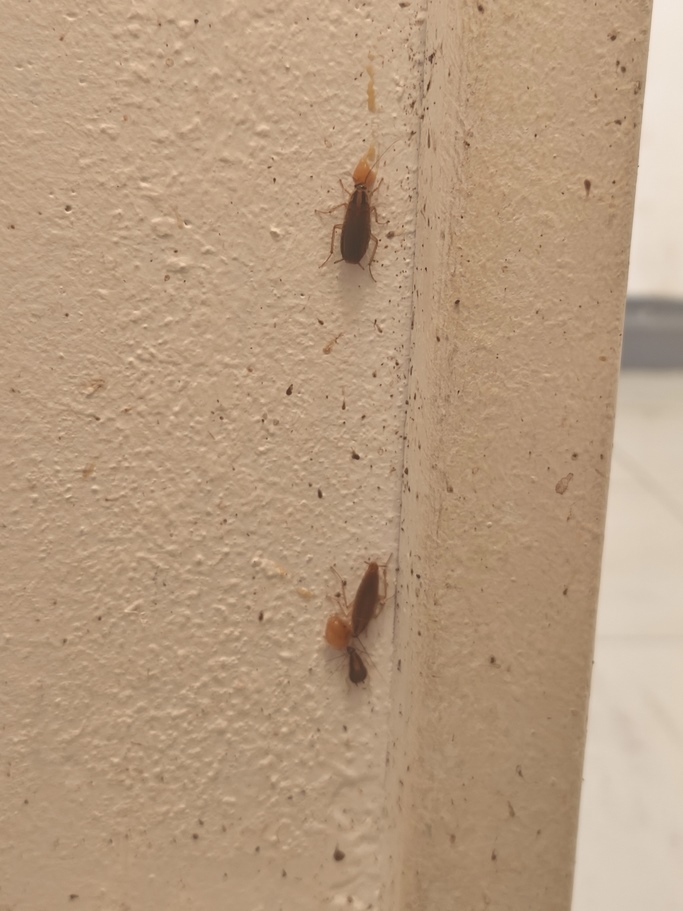Entreprise de désinsectisation dans les Bouches-du-Rhône