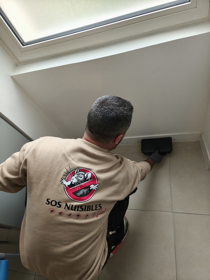 Service de dératisation dans les Bouches-du-Rhône