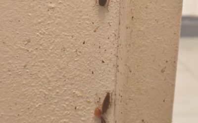 Désinsectisation contre les cafards à Aix-en-Provence.