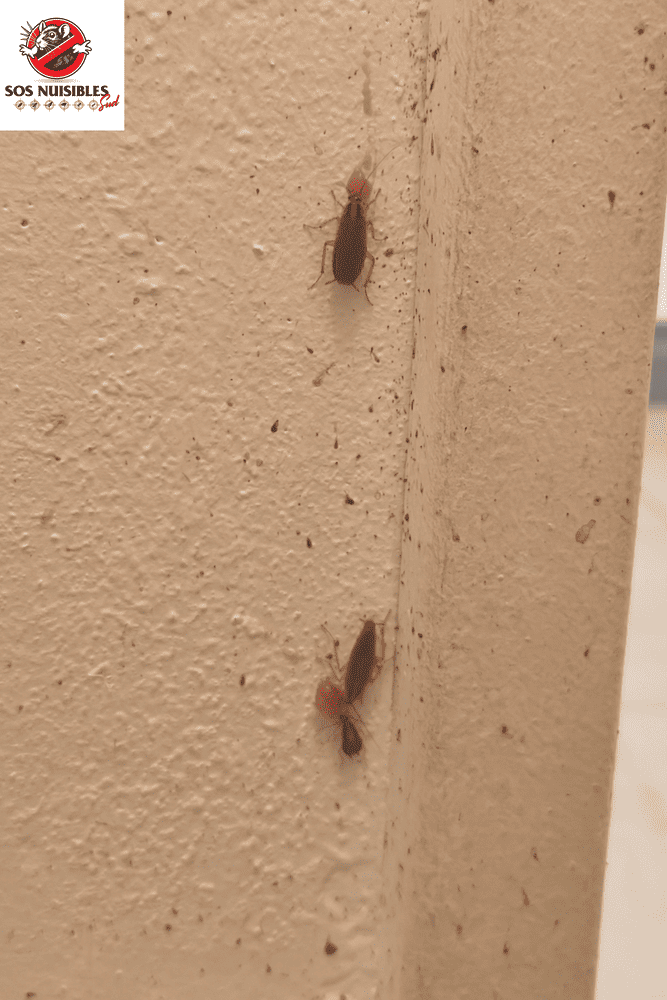 cafard + gel cafard qui consomme une goutte de gel insecticide