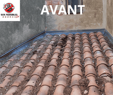 toiture avant toiture rempli de fientes de pigeons